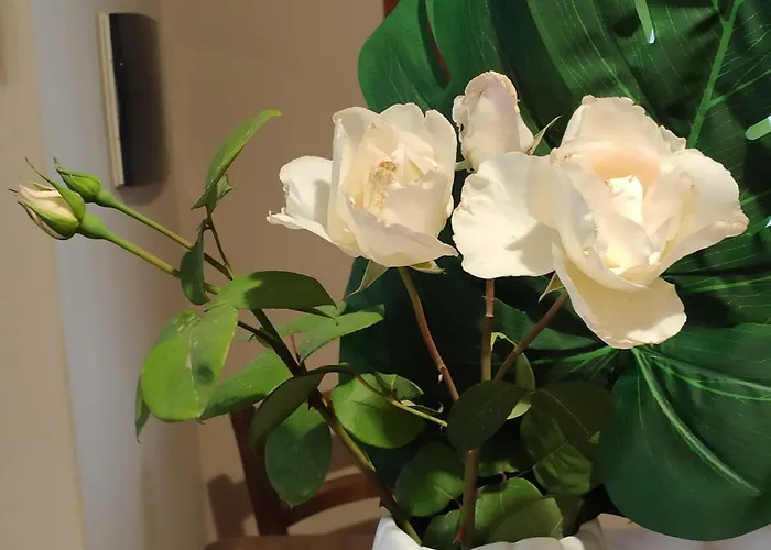 Cruccuris فيلاّسيمِيوس